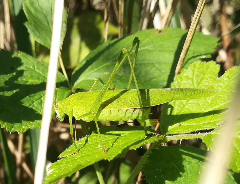 Phaneroptera nana - pontozott repülőszöcske