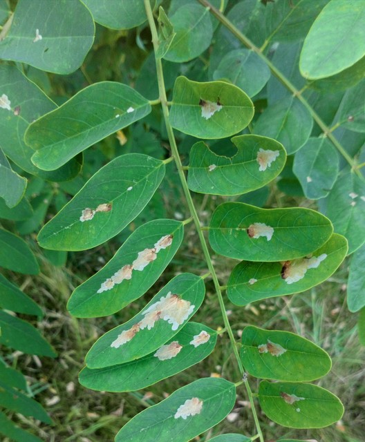 Parectopa robiniella - akáclevél-hólyagosmoly