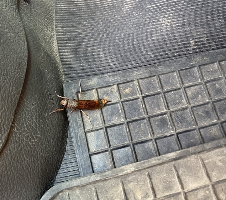Tremex fuscicornis - sárgagyűrűs fadarázs