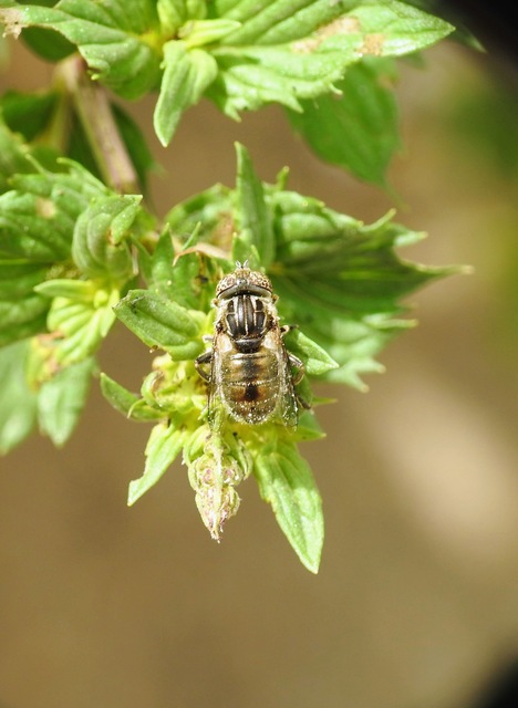Eristalinus aeneus - bronzos foltosszeműlégy