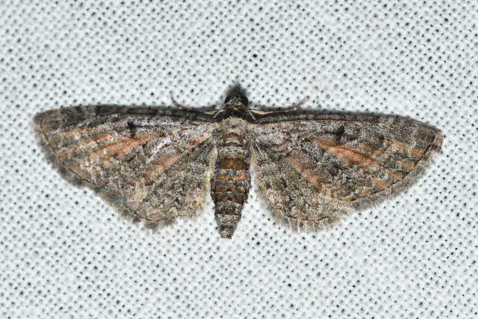 Eupithecia icterata - rozsdafoltos törpearaszoló