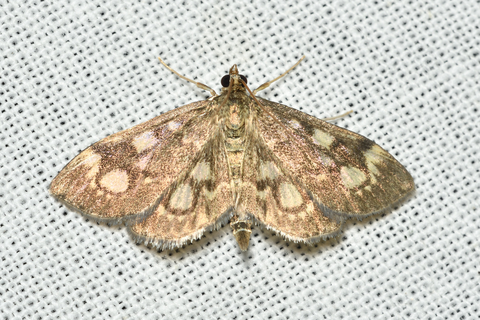 Anania coronata - koronás dudvamoly