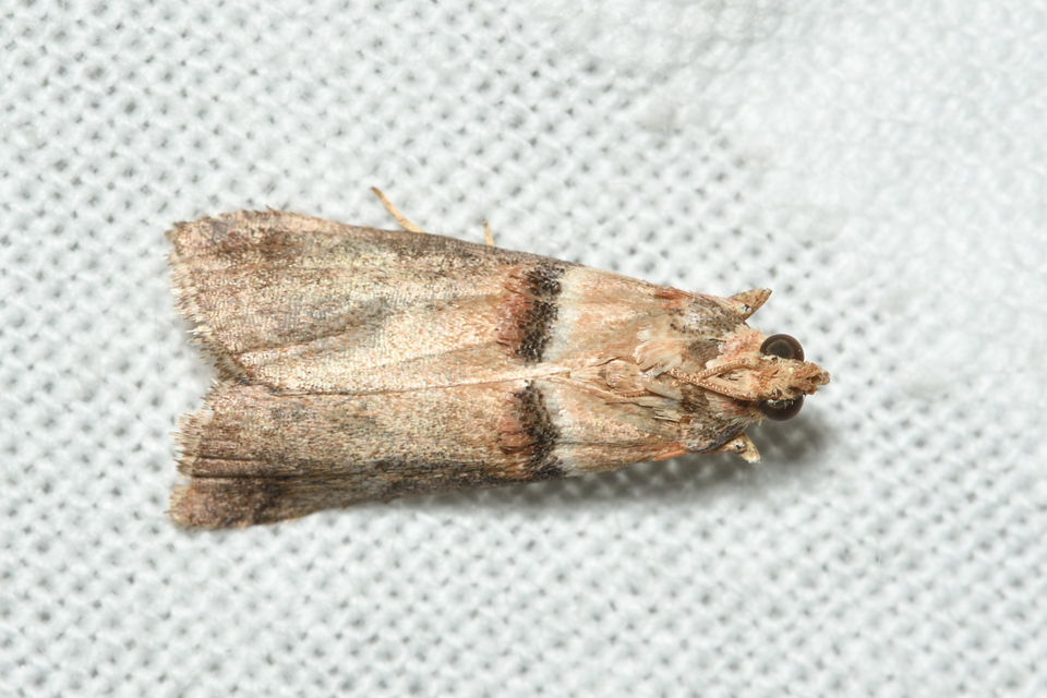 Acrobasis tumidana - bordás karcsúmoly