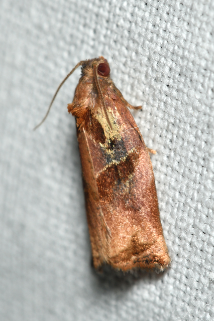 Archips podana - dudvarágó sodrómoly