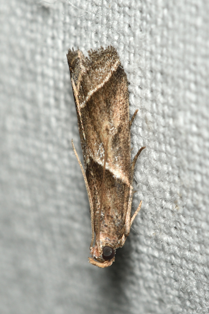 Nyctegretis lineana - agátszínű karcsúmoly