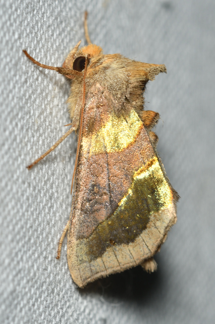 Diachrysia chrysitis - aranybagoly