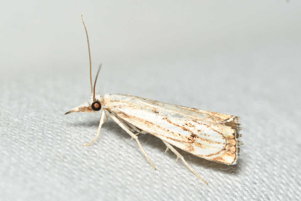 Catoptria falsella - hálós fűgyökérmoly