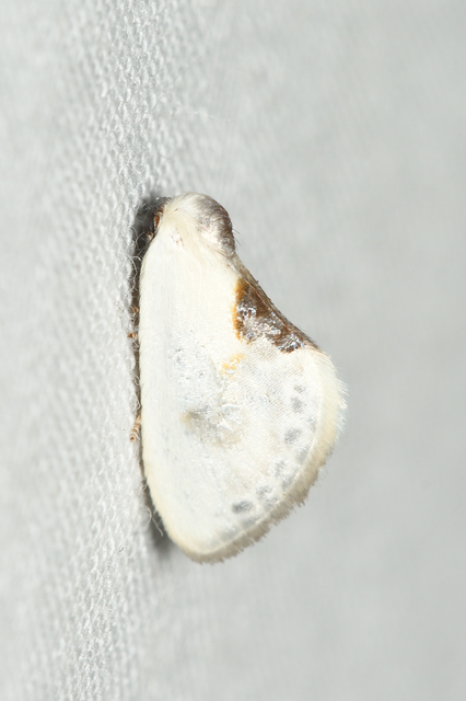 Cilix glaucata - törpe sarlósszövő