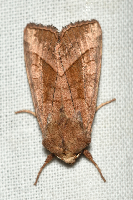 Hydraecia micacea - csillogó acsalapubagoly