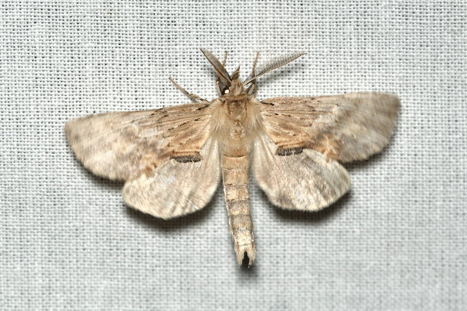 Pterostoma palpina - csőrös púposszövő