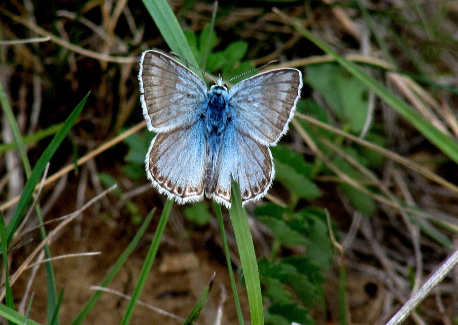 Polyommatus coridon - ezüstkék boglárka