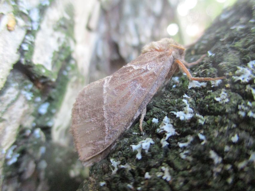 Triodia sylvina - kis gyökérrágólepke