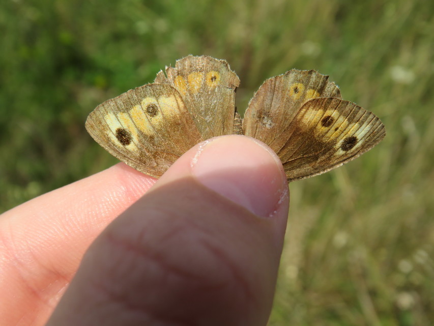 Arethusana arethusa - közönséges szemeslepke