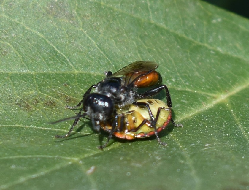 Astata