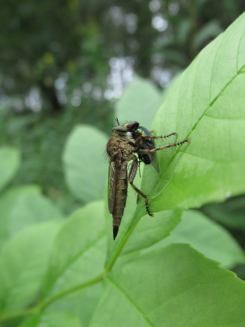 Tolmerus cingulatus