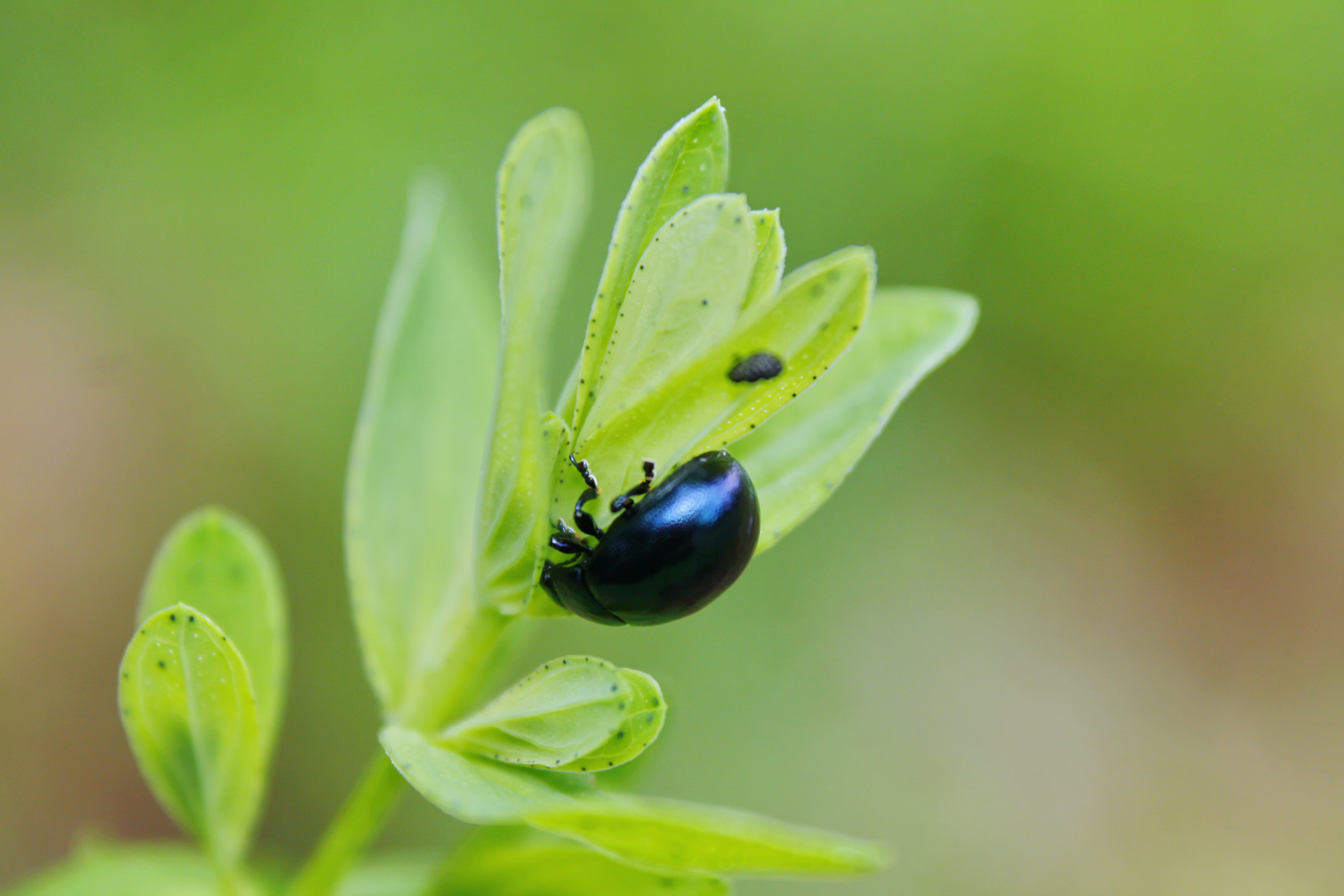 Chrysolina varians - kis orbáncfűlevelész