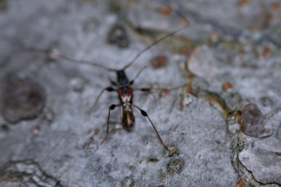 Molorchus minor - kis légycincér