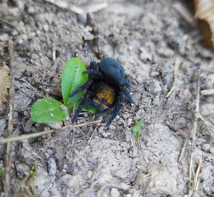 Eresus moravicus - sárgafejű bikapók Eresus moravicus - sárgafejű bikapók