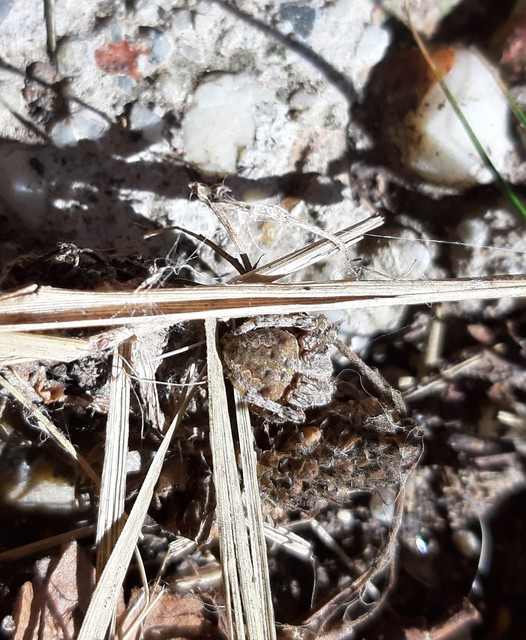 Araneus circe/angulatus
