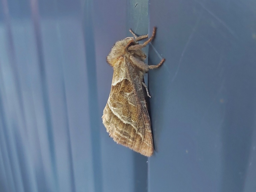 Triodia sylvina - kis gyökérrágólepke