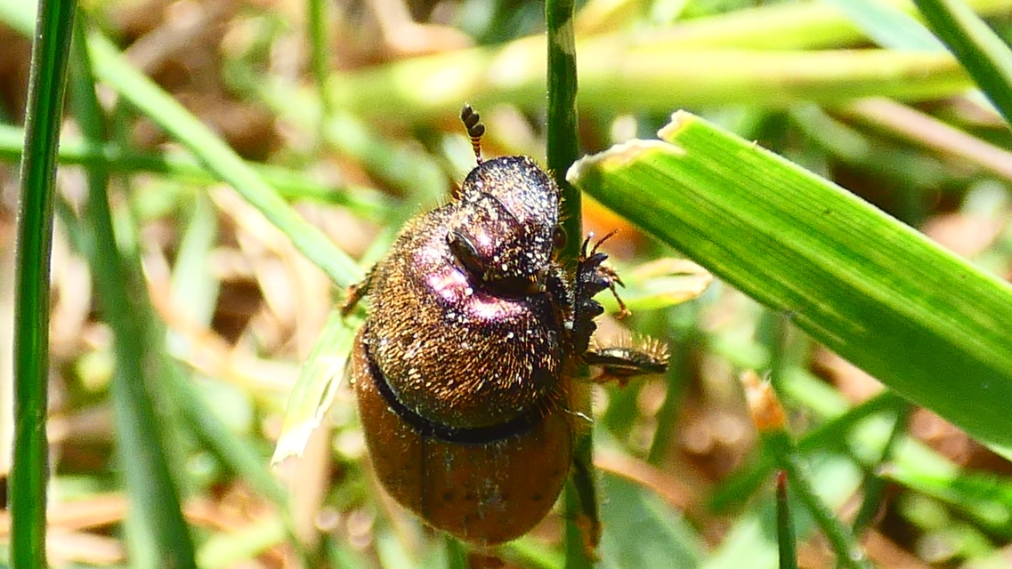 Onthophagus coenobita - rezes trágyatúró