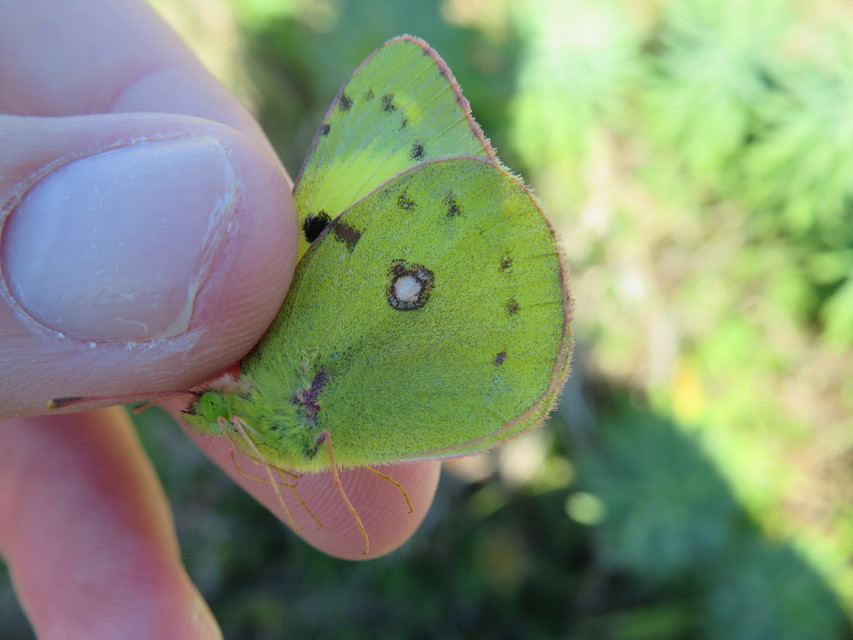 Colias hyale/alfacariensis