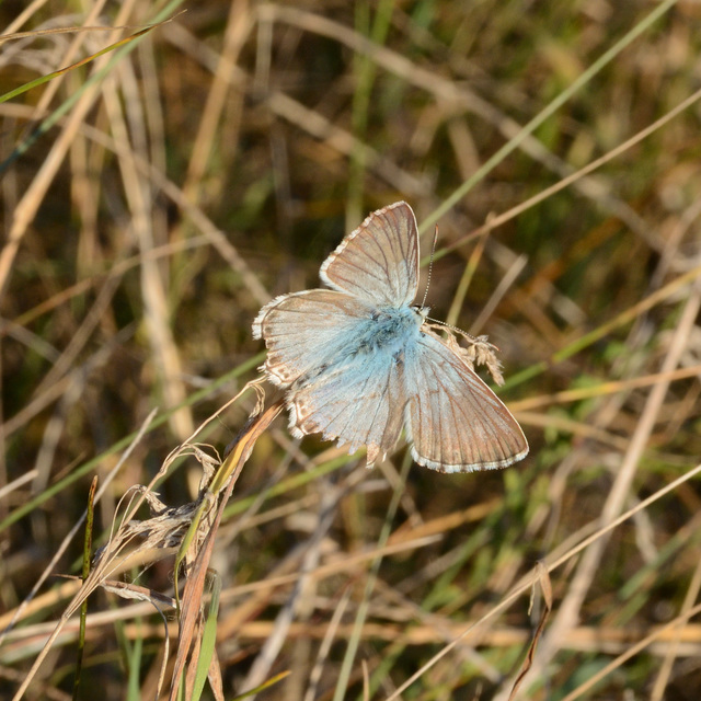 Polyommatus coridon - ezüstkék boglárka