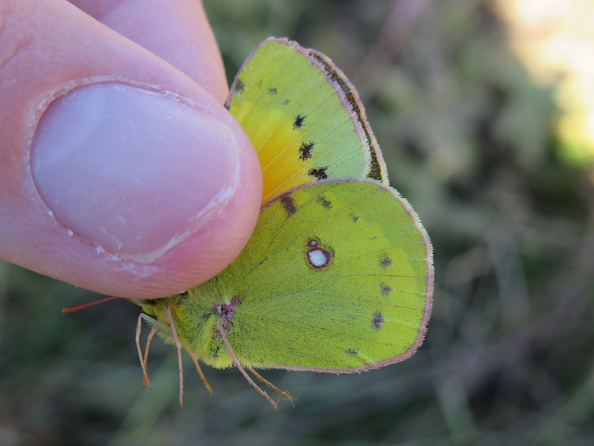 Colias chrysotheme - dolomit-kéneslepke