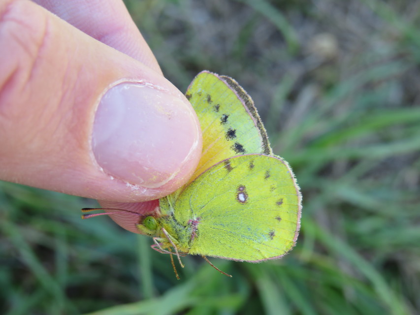 Colias chrysotheme - dolomit-kéneslepke