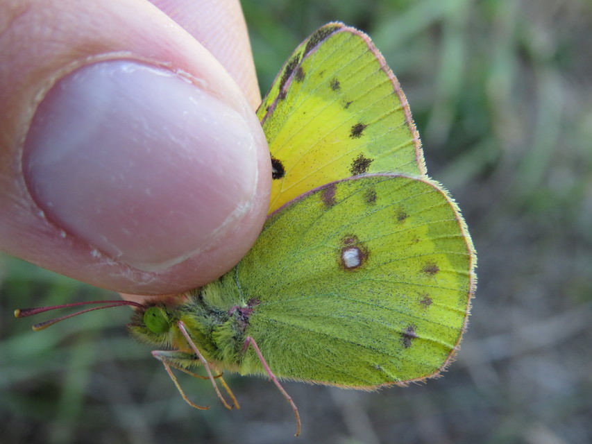 Colias chrysotheme - dolomit-kéneslepke