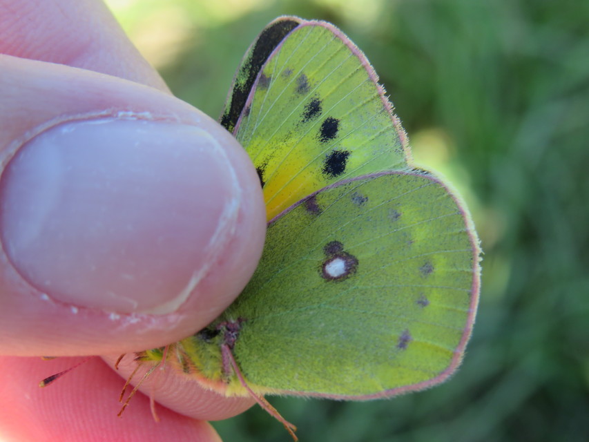 Colias chrysotheme - dolomit-kéneslepke