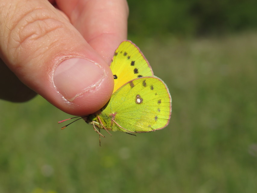 Colias chrysotheme - dolomit-kéneslepke