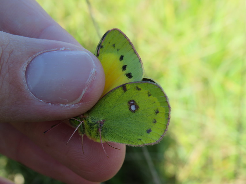 Colias chrysotheme - dolomit-kéneslepke