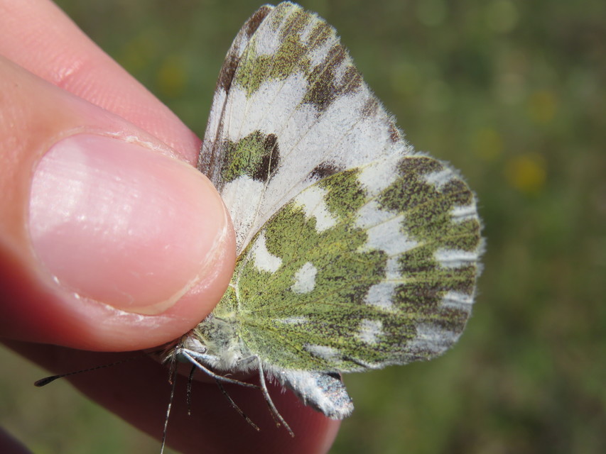 Pontia edusa - rezedalepke