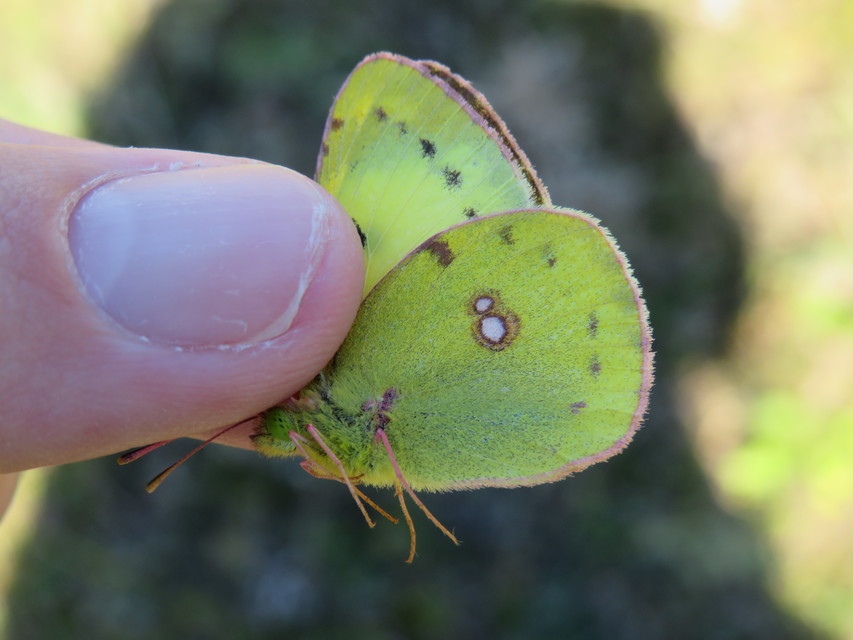 Colias hyale/alfacariensis