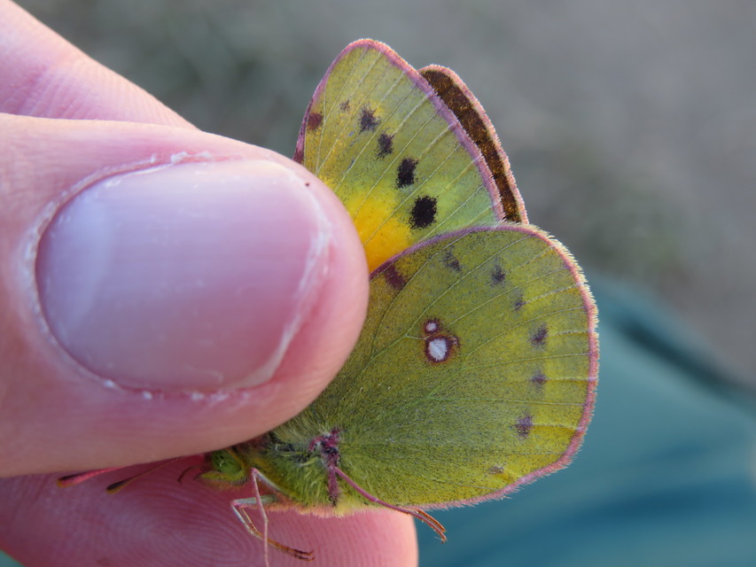 Colias chrysotheme - dolomit-kéneslepke