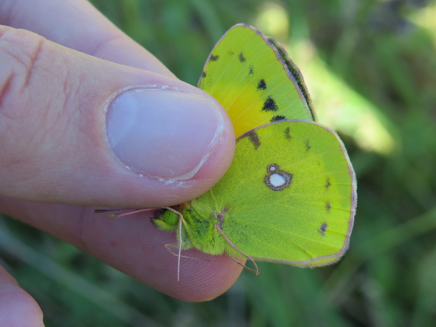 Colias chrysotheme - dolomit-kéneslepke