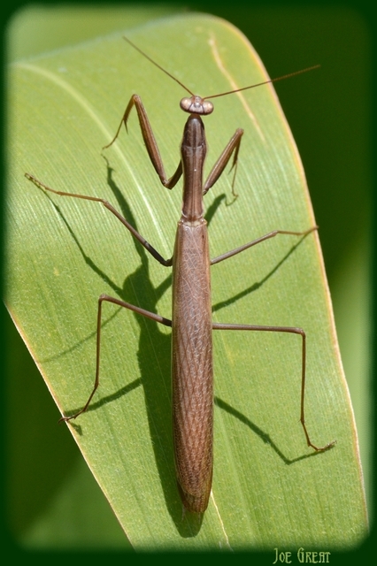 Mantis religiosa - imádkozósáska