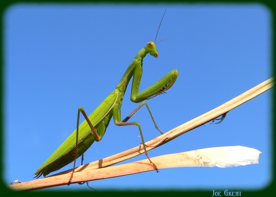 Mantis religiosa - imádkozósáska
