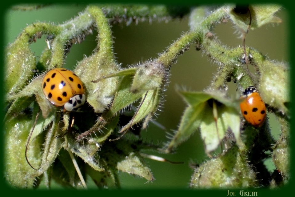 Harmonia axyridis - harlekinkatica