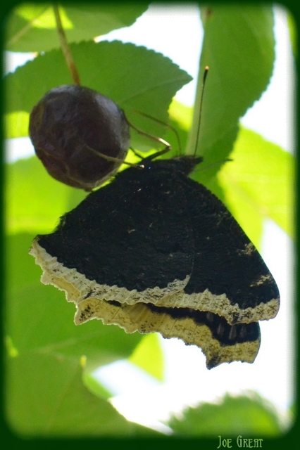 Nymphalis antiopa - gyászlepke