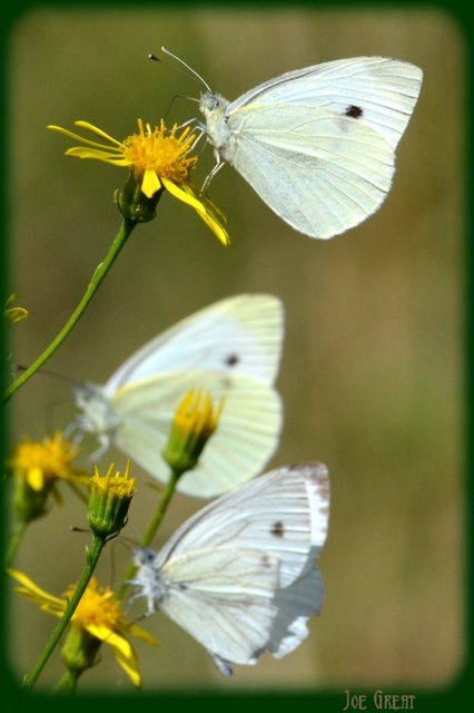Pieris rapae - répalepke