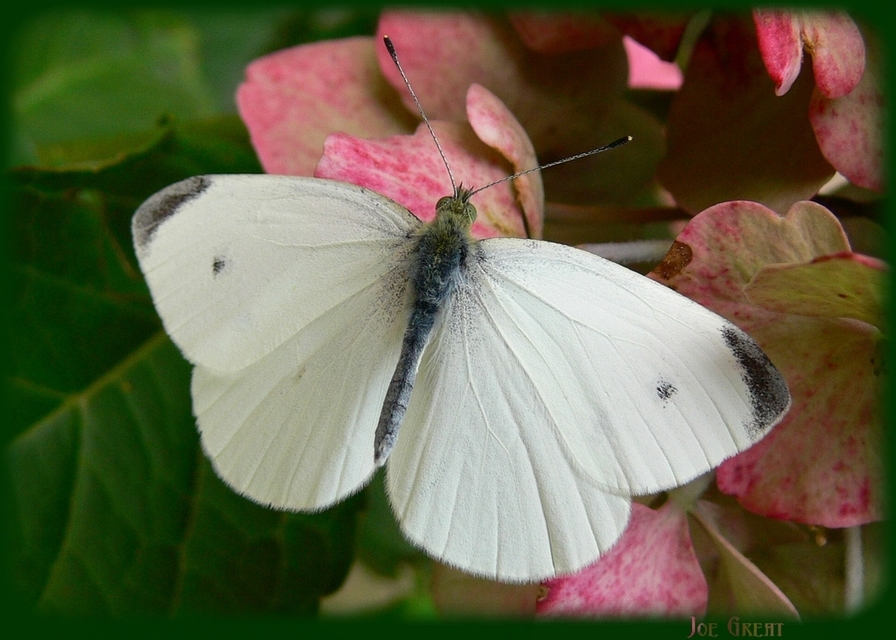 Pieris rapae - répalepke