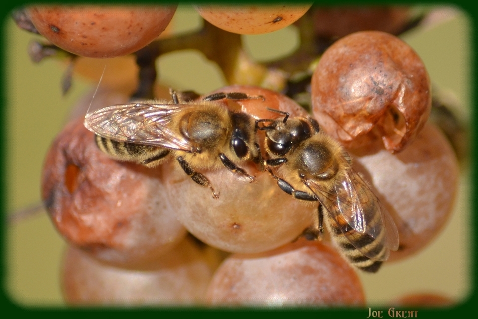 Apis mellifera - háziméh