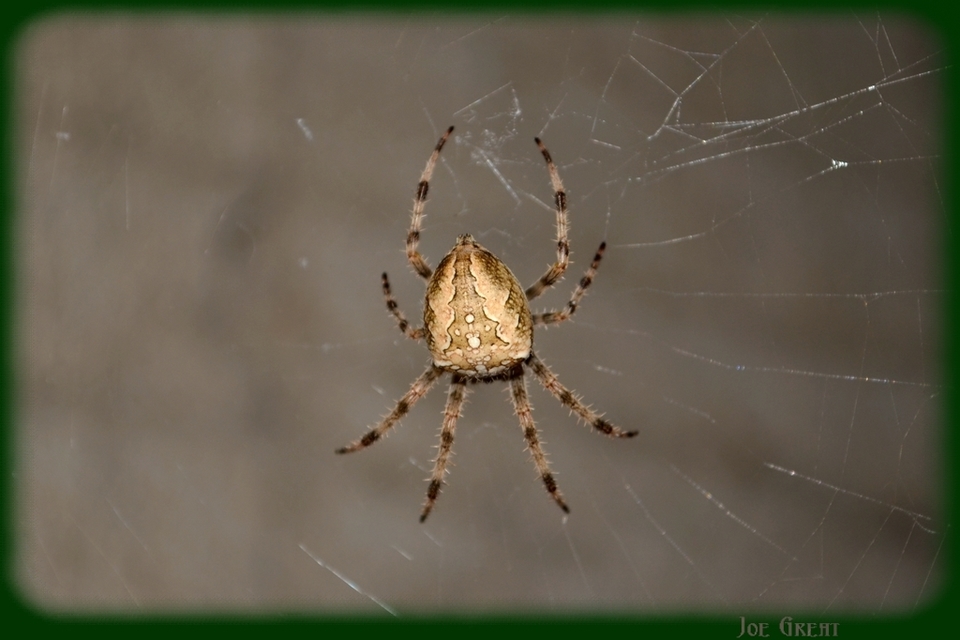 Araneus diadematus - koronás keresztespók