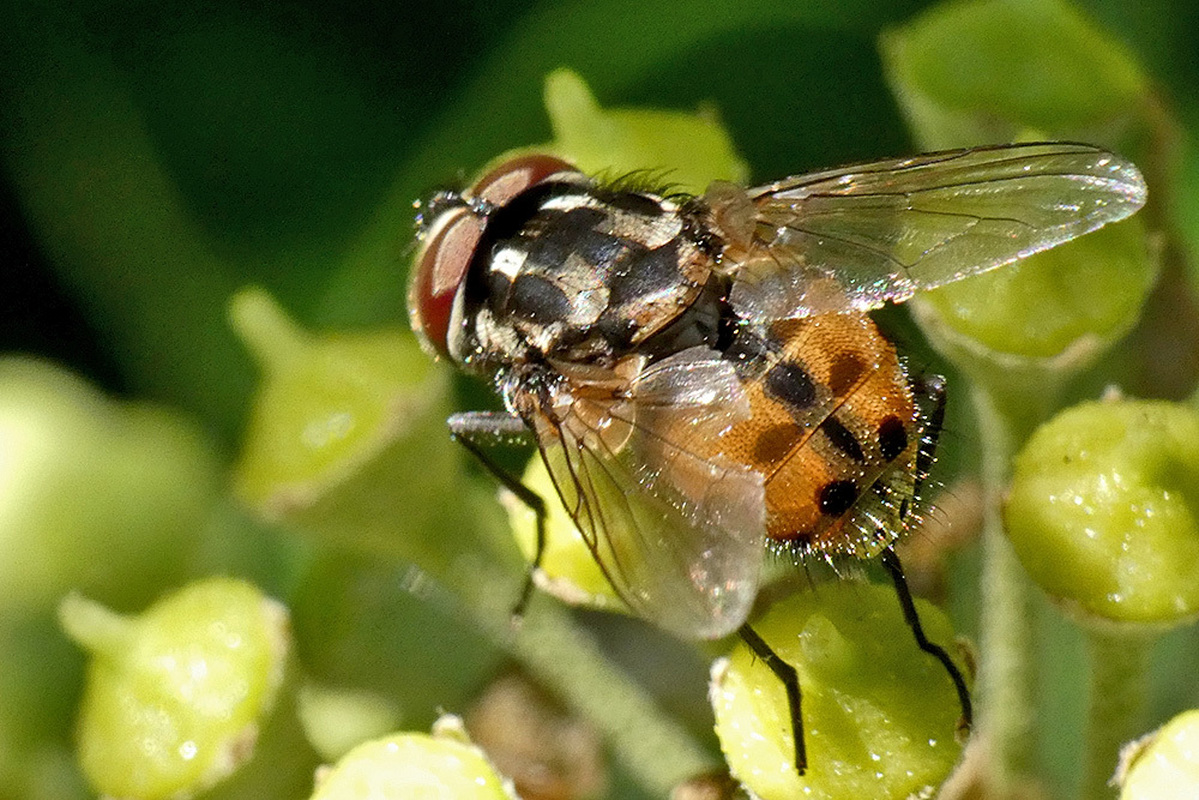 Graphomya maculata