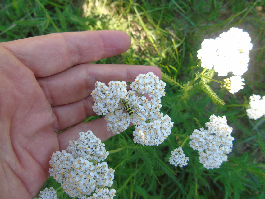Chlorophorus varius - díszes darázscincér