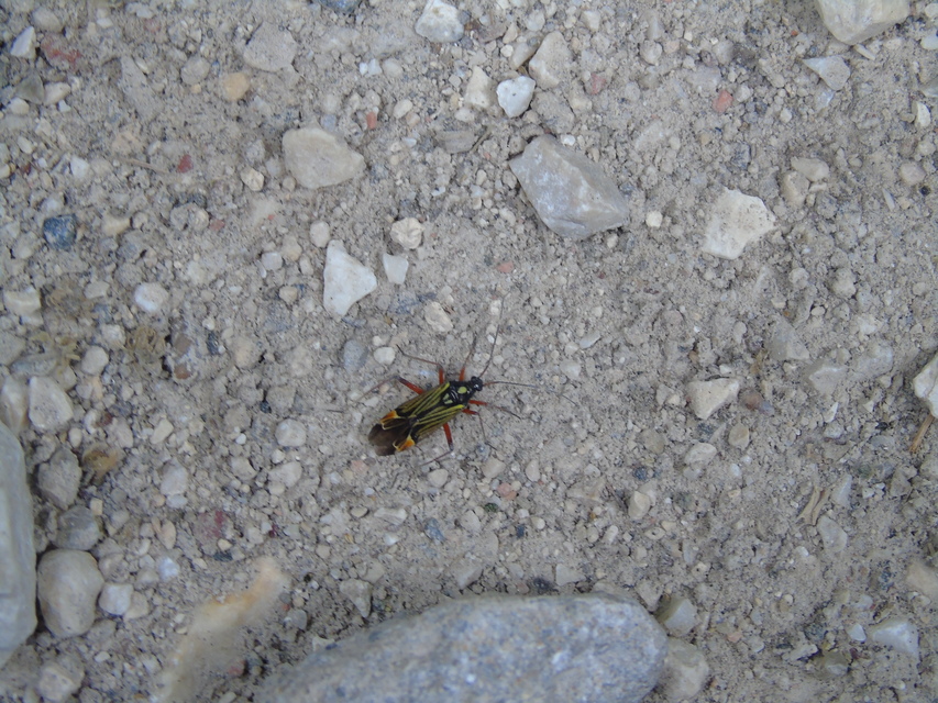 Miris striatus - sávos mezeipoloska
