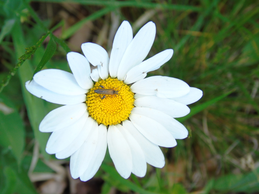 Oedemera podagrariae - székfű-álcincér