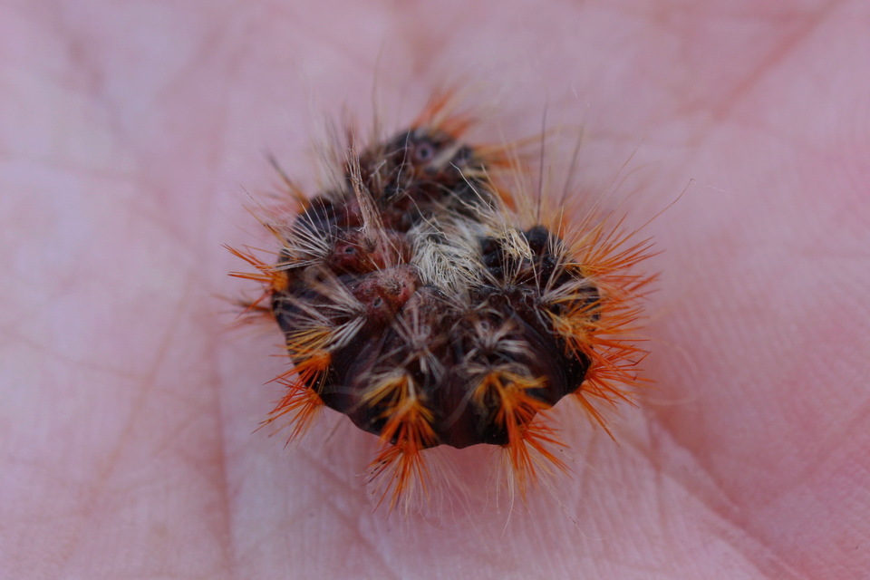 Acronicta auricoma - aranyos szigonyosbagoly